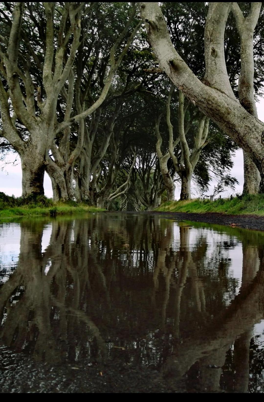 Doughery Den The Dark Hedges Hideaway Armoy Luaran gambar